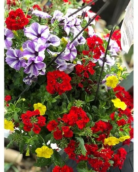16 HANGING COMBO SUN BASKET